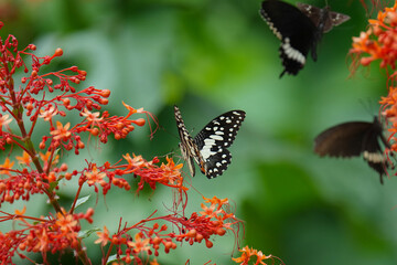 Butterfly drinking nectar on a red flower