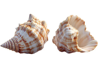 Obraz premium Seashell, realistic style, transparent background PNG