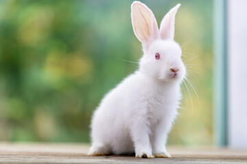 Bunny easter fluffy rabbit eating food, vegetables, carrots, baby corn on green garden nature flowers background on sunny day, Lovely mammal with bright eyes in nature life. Symbol of easter day.