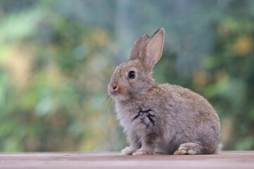 Bunny easter fluffy rabbit eating food, vegetables, carrots, baby corn on green garden nature flowers background on sunny day, Lovely mammal with bright eyes in nature life. Symbol of easter day.