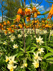 Tulpenblüte