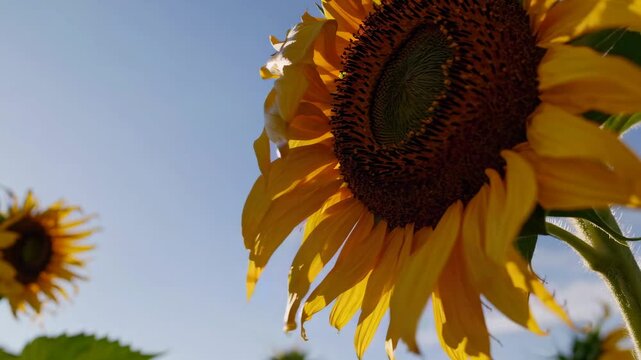 Close-up, low-angle shot of a sunflower against a clear sky, capturing sunlight through petals. Ideal for a nature-themed video backdrop.