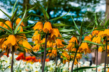 Tulpenfeld