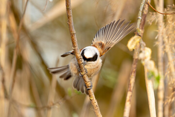 Eurasian Penduline Tit Bird On A Branch
