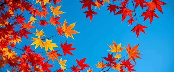 Vibrant red, orange, yellow maple leaves against a bright blue autumn sky Plenty of copy space, fall, design