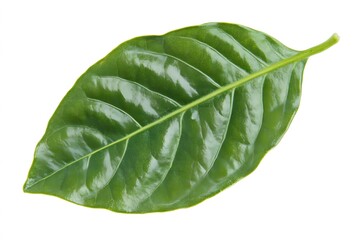 Obraz premium Vibrant Green Leaf Isolated on White Background Botanical Nature Photography