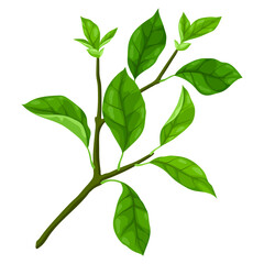 Illustration of branch with leaves. Spring or summer stylized foliage.
