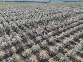 Aerial view of an almond orchard in full bloom in Albacete, Spain. Neatly aligned flowering trees in rows with no one.