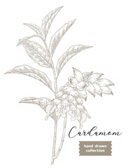 Cardamom plant vector illustration. Hand drawn Cardamom flowers and leaves. Vintage engraved.
