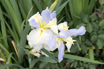 Beautiful Iris flower in garden.
