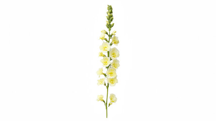 a yellow flower white stem against a on a transparent background, PNG image, PNG file, Generative art.