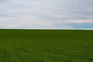 green field and blue sky