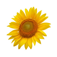 Fototapeta premium Bright yellow sunflower head isolated on transparent background with clipping path, perfect for graphic design projects