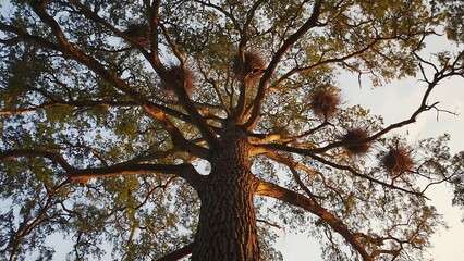 Fototapeta premium Tree Canopy with Bird Nests