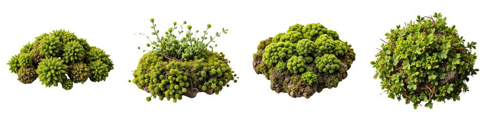 Set of Green Grass Clump Illustrations - Nature Elements