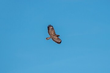the common buzzard a medium to large bird of prey in flight with blue sky in the background
