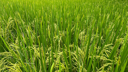 Fototapeta premium A vibrant green rice field , captured on a sunny day. Perfect for themes of agriculture, nature
