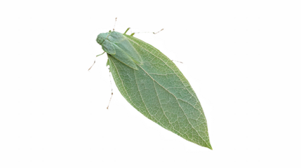 a large insect with green wings on a transparent background, PNG image, PNG file, Generative art.
