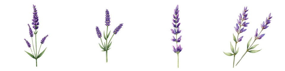 Watercolor Lavender Sprigs Collection Isolated on Light Background