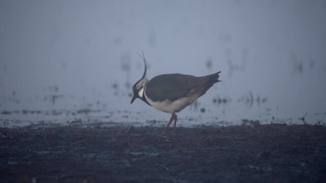 The northern lapwing (Vanellus vanellus), also known as the peewit or pewit, digs and eats worms from the ground.
