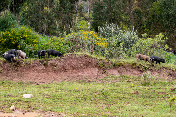 Wild pigs on the edge of a forest in Peru