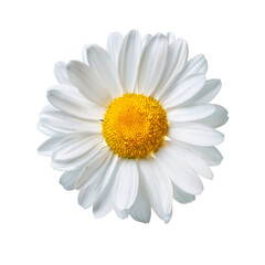 Close up of a white daisy with a yellow center, isolated on a transparent background, perfect for graphic design projects © ArtPixel-Portfolio