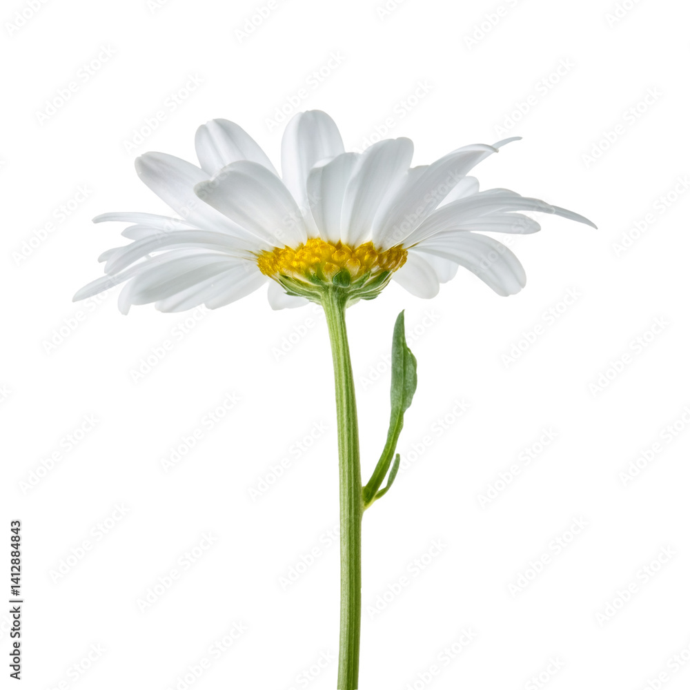 Poster chamomile stem with clipping path isolated on a transparent background