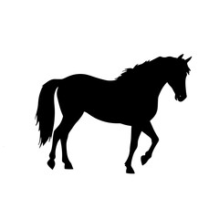 Horse silhouette isolated on white