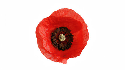 a single flower on a transparent background, PNG image, PNG file, Generative art.