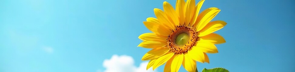 Obraz premium A close-up shot of a vibrant sunflower in full bloom against a clear blue sky, summer, bloom