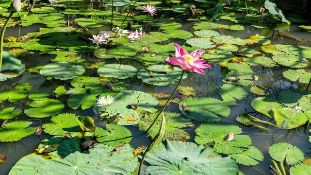 peaceful lotus pond in bali
