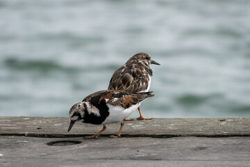close up portrait of Turnstones areneria interpres with the sea blurred in the background