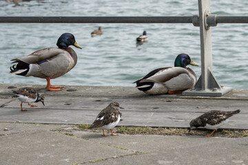 Turnstones areneria interpres with male mallard ducks and the sea in the background