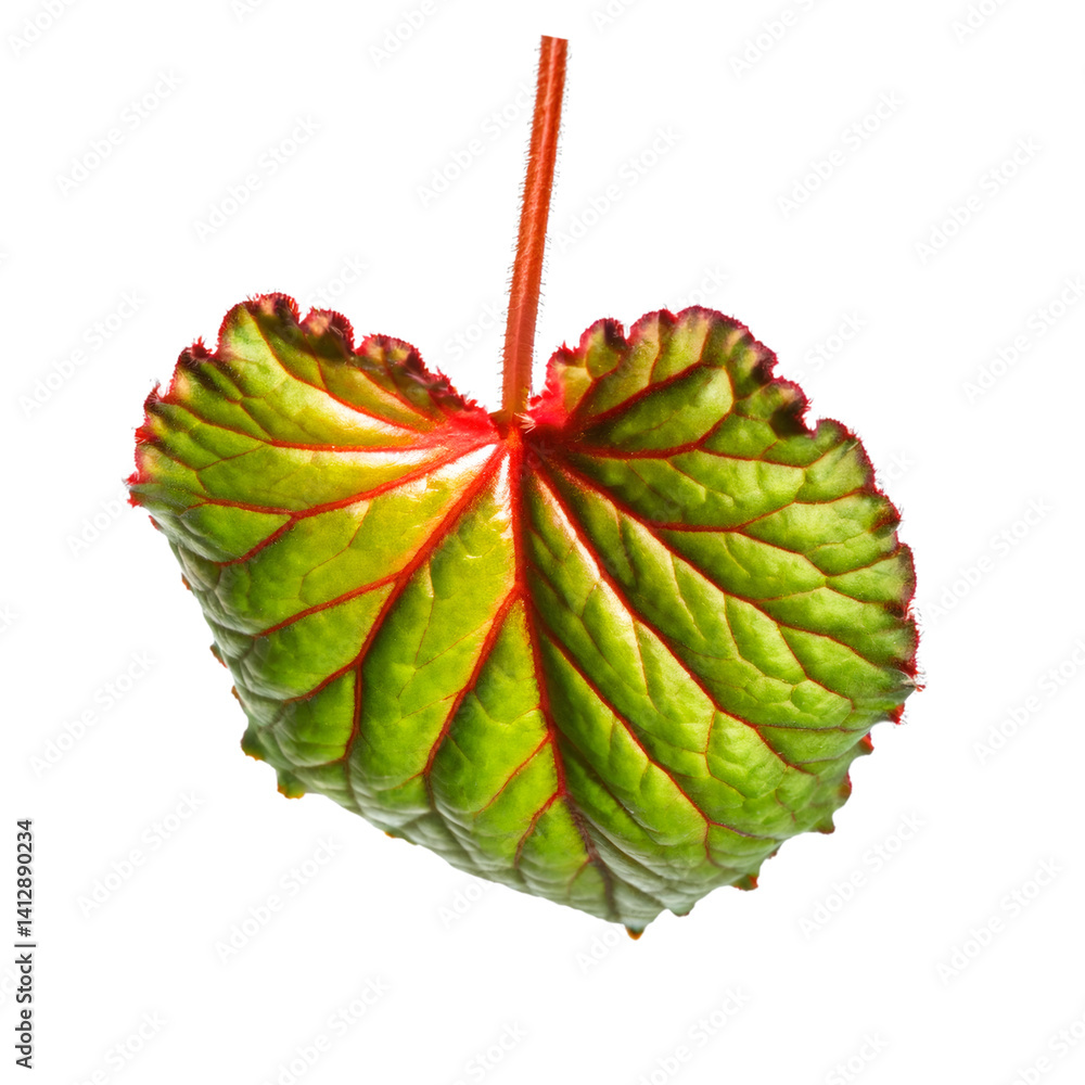 Poster close up of a colorful begonia leaf with red veins and edges, isolated on a transparent background