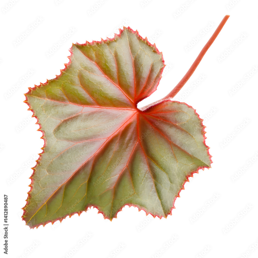 Aufkleber cut out begonia leaf with red edges isolated on transparent background with clipping path