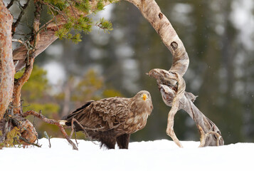 White-tailed sea eagle standing in snow in winter