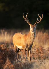 Young red deer stag standing in a meadow in autumn