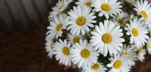 Close-up of a bouquet of white daisies
