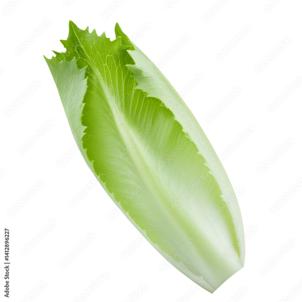 Poster single fresh endive leaf isolated on transparent background with clipping path