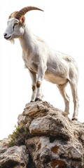 Obraz premium Majestic White Goat on Rocky Outcrop