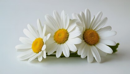 Obraz premium three delicate white daisies with vibrant yellow centers rest closely together on a softly lit, neutral background.