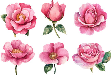 set of pink roses vector