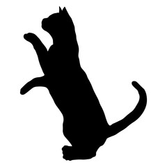 Elegant Cat Silhouette