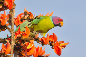 Plum-headed Parakeet (Psittacula cyanocephala) perched in a flowering tree, Gir National Park, (Sasan Gir), Gujarat, India.