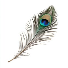 Obraz premium Peacock feather, vibrant colors, intricate details