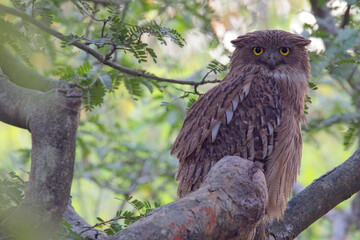 Brown Fish Owl (Bubo zeylonensis) perched in a tree, looking at the camera, Gir National Park, (Sasan Gir), Gujarat, India.