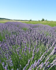 Obraz premium Lavender Field Under Clear Sky Swaying Gently in the Summer Meadow Breeze