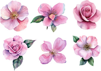 set of pink flowers