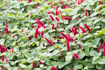 Beautiful Dwarf Chenille (Acalypha reptans) flowers.