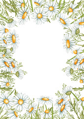 Daisy border. Hand drawn frame illustration of chamomile flowers. Hand painted summer rustic wildflowers